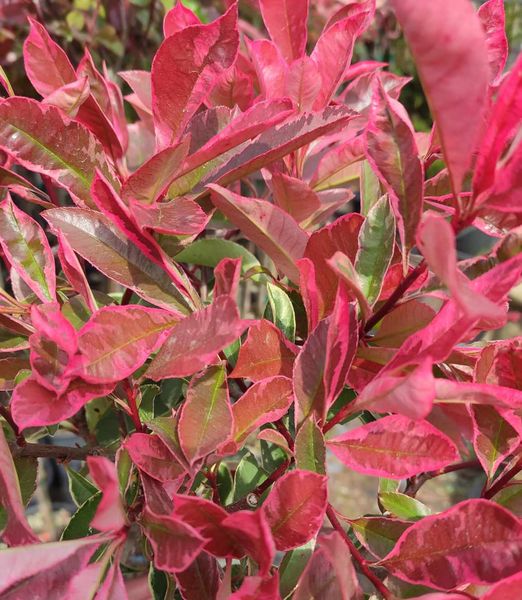 Photinia fraseri 'Pink Marble' 150cm kmeň